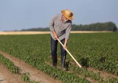Kıdemli çiftçi yazın geleneksel yollarla biber tarlasında otları çapalıyor.