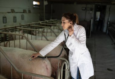 Beyaz önlüklü veteriner, steteskop kullanarak çiftlikteki bir domuzun sağlığını inceliyor. Domuz ağılı çiftlik hayvanlarıyla dolu ve kırsal bir atmosferi var.