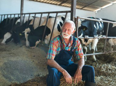 Beyaz sakallı, renkli gömlekli ve tulumlu yaşlı bir adamın portresi ahırda ineklerin önünde oturuyor.