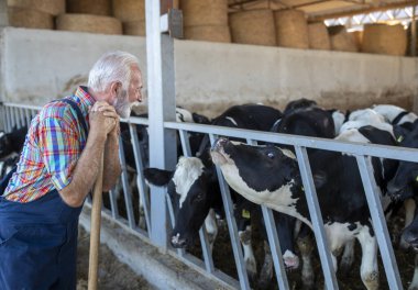 Çiftçi ahırda ineklerin yanında duruyor, sopayla dinleniyor. Çiftlikte sıcak ve yoğun bir gün, hareketlilik dolu.