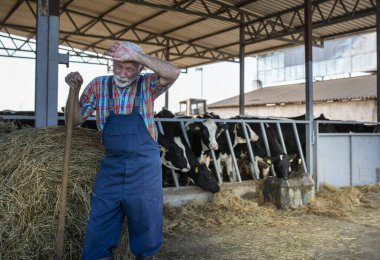Çiftçi ahırda ineklerin yanında duruyor. Elinde sopayla alnından ter siliyor. Çiftlikte sıcak ve yoğun bir gün, hareketlilik dolu.