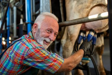 Gülümseyen yaşlı bir adam modern bir mandıra çiftliğinde inek sağıyor. Çevrede süt sağma ekipmanları sergileniyor, tarım hayatı ve endüstrisi vurgulanıyor
