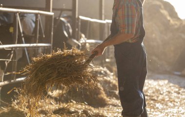 Tulumlu ve ekose gömlekli yaşlı bir adam gün batımında ahırda samanla inekleri besliyor.