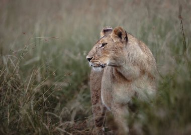 Dişi aslan, Kenya, Masai Mara Ulusal Rezervi 'ndeki güneşin yumuşak parıltısı sırasında ihtiyatlı bir şekilde uzun otların arasında durmaktadır..