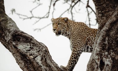 Leopar zarif bir şekilde güçlü bir ağacın dalına uzanmış, çarpıcı noktalarını sergiliyor. Kenya 'daki Masai Mara Ulusal Rezervi' nde çevresindeki vahşi yaşamı inceleyen hayvan tetikte görünüyor.