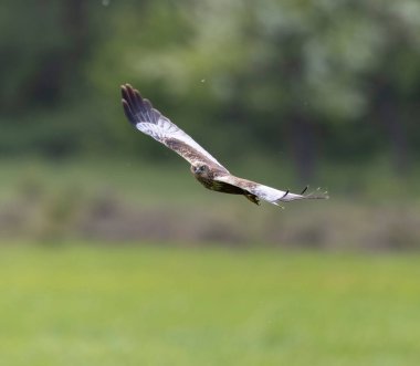 Batılı bataklık gemisi verimli yeşil arazinin üzerinde zarif bir şekilde süzülüyor, etkileyici kanat açıklığını ve aşağıdaki zemine odaklanmasını sergiliyor.