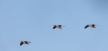 Greylag kaz zarif bir şekilde mavi gökyüzüne karşı sulak arazi üzerinde uçuyor.