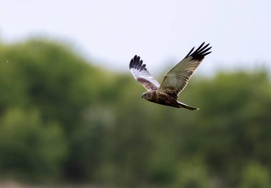Batılı bataklık gemisi verimli yeşil arazinin üzerinde zarif bir şekilde süzülüyor, etkileyici kanat açıklığını ve aşağıdaki zemine odaklanmasını sergiliyor.