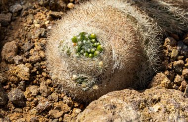 Kaktüs Mammilloydia Kanada 'sına yakın kayalık topraklarda yeşil tomurcuklar var. Güneş ışığı bu çöl bitkisinin dokusunu ve detaylarını vurgular.