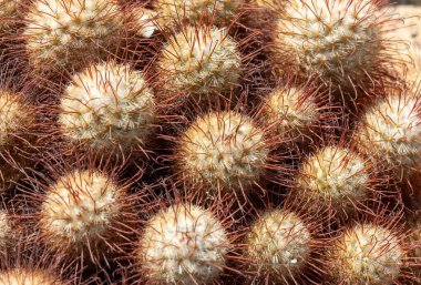 Mammillaria bombycina kaktüslerinin yakın görüntüsü. Uzun, dikenli saçlara benzer özellikleri olan yuvarlak kaktüslerden oluşan eşsiz kümeler. Güneşli bir ortamda doğal güzelliklerini sergiliyorlar.