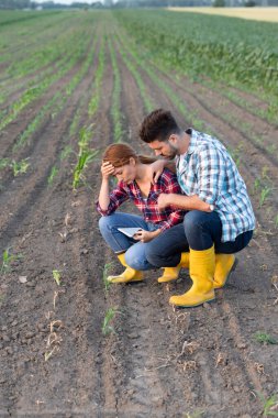 Çalışan erkek ve dişi çiftçiler kuraklık sırasında geniş tarımsal alandaki bitkileri inceliyorlar. Endişeli görünüyorlar.