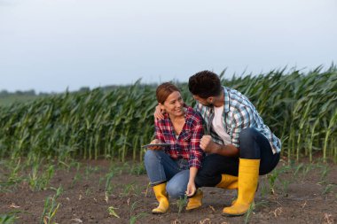 Erkek ve kadın, güneş ufukta batarken yemyeşil ekinlerle çevrili mısır tarlalarıyla ilgilenirken neşeli bir anı paylaşıyorlar..