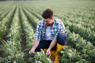 Çiftçi genç soya bitkilerinin arasında diz çöker, çizme giyer ve işaretli bir gömlek giyer, yemyeşil tarım tarlasında açık havanın tadını çıkarır.