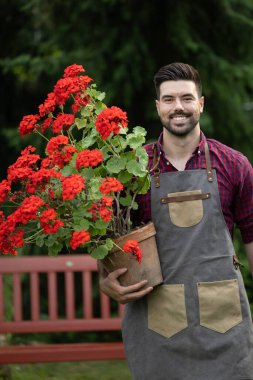 Erkek bahçıvan elinde kocaman kırmızı sardunyalar tutarken gülümsüyor. Önlük giymiş, yemyeşil bahçesinde dikiliyor.