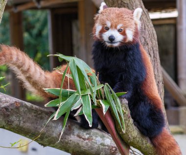 Bir ağaç dalına tünemiş kırmızı bir panda, yeşil yapraklara yapışmış, büyüleyici bir bakışla. Vahşi yaşam, koruma ve doğa konuları için mükemmel..