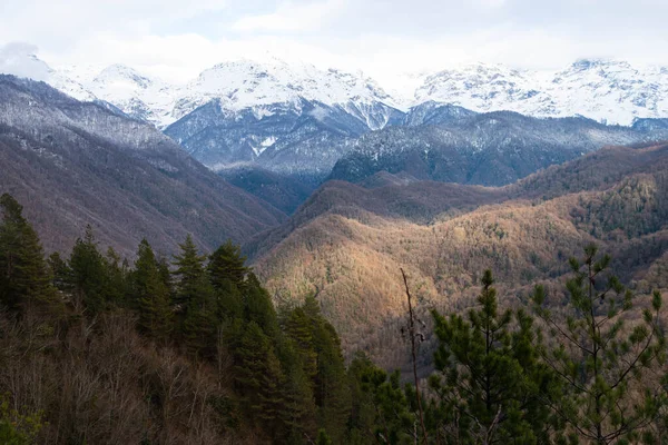 stock image Beautiful mountain cover with snow at the peak in front of with pine forest.