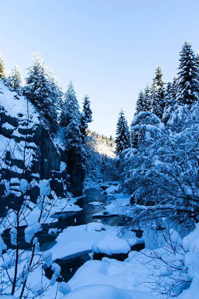 Piękna Przyroda Krajobraz Kaukaz Górski Rzeka Las Sosnowy Pokryte Śniegiem — Zdjęcie stockowe