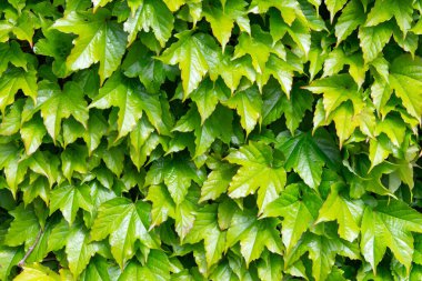 Yemyeşil sarmaşık yaprakları yoğun bir şekilde duvarı kaplayarak canlı ve doğal bir arkaplan oluşturuyor..