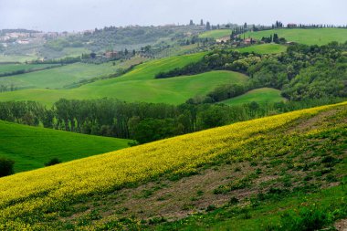 Toskana, İtalya-22 Nisan 2024: Tuscan kırsalında yeşil tepelerle çevrili sakin bir gölete uzanan canlı bir kır çiçeği tarlası, İtalya.