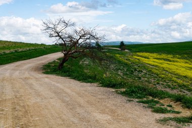 Toskana, İtalya-22 Nisan 2024: Yalnız bir ağacı ve sarı çiçek tarlaları olan dolambaçlı toprak bir yol İtalya 'nın Toskana kırsalında.