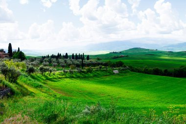 Toskana, İtalya-22 Nisan 2024: Tuscany 'de canlı yeşil bir manzara zeytin ağaçları ve bulutlu bir gökyüzü altında yuvarlanan tepeler, İtalyan kırsal güzelliğinin simgesi..