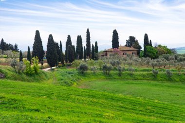 Toskana, İtalya-22 Nisan 2024: Mavi gökyüzünün altındaki sakin Toskana kırsalında uzun selvi ve zeytin ağaçlarıyla çevrili büyüleyici bir köy evi.