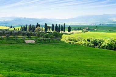 Toskana, İtalya-22 Nisan 2024: Tuscany, İtalya 'da huzurlu yeşil tarlalar ve selvi ağaçları, uzak kayan tepeler ve açık bir gökyüzü.