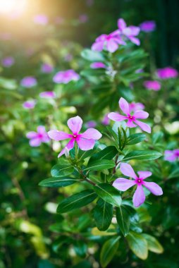 Catharanthus gül çiçekleri bahçede çiçek açıyor, renkli çiçeklerin arka plan görüntüsü, arka plan doğa.