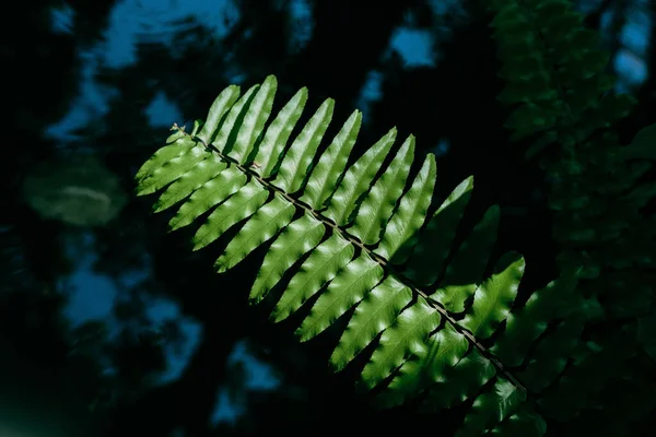 Zöld Fern Levelek Természetes Virágos Fern Levelek Háttér Erdőben — Stock Fotó