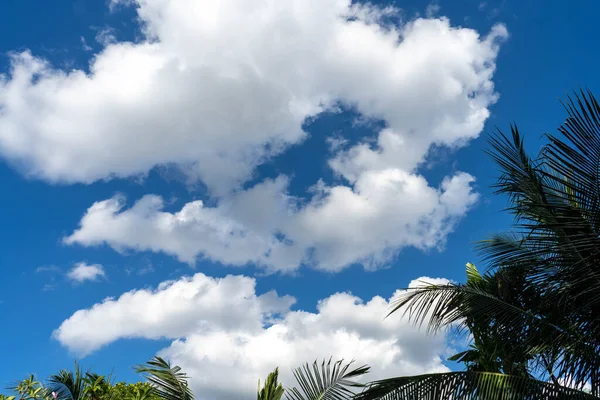 구름과 나무와 — 스톡 사진