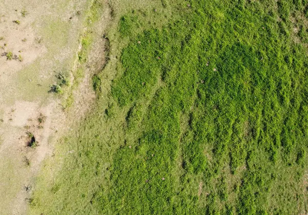 Yeşilin havadan görünüşü. Yeşil doğa arkaplanı.