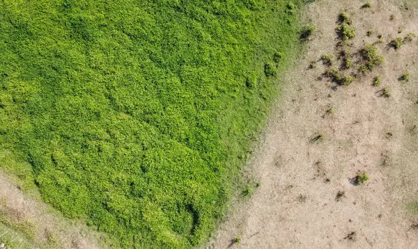 Yeşilin havadan görünüşü. Yeşil doğa arkaplanı.