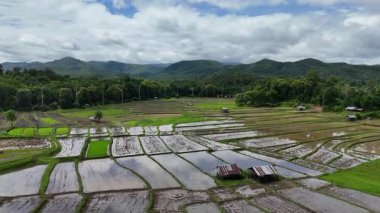 Arkasında dağlar ve gökyüzü olan canlı yeşil pirinç tarlalarının insansız hava aracı görüntüleri. Yukarıdan çekilen yüksek açılı kırsal manzara manzarası.
