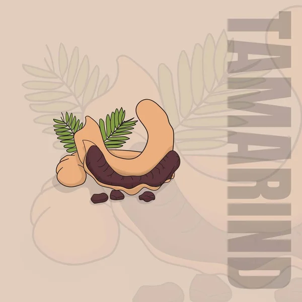 Desenho Ilustração Vetorial Tamarind Com Folha Tamarindo —  Vetores de Stock