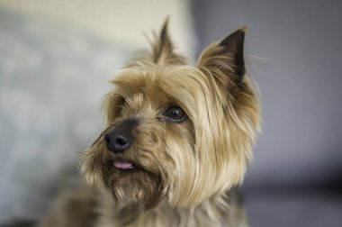 Yorkshire Terrier köpeği, kafa profili.