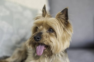 Yorkshire Terrier köpeği, kafa profili.
