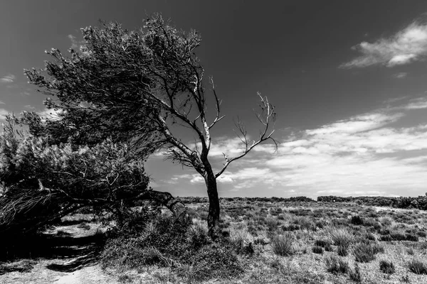 Strom Ohnutý Větrem Modrou Oblohou Rozprostírá Přírodním Parku Premantura Chorvatsku — Stock fotografie