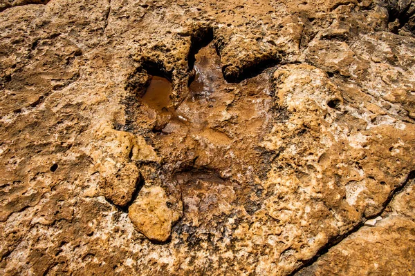 Dinosaur Footprint South Cliff Brijuni Islands Croatia Royalty Free Stock Photos