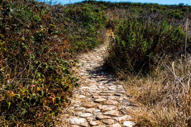 Hırvat adalarındaki Akdeniz bitkileri arasında çakıl taşı yolu