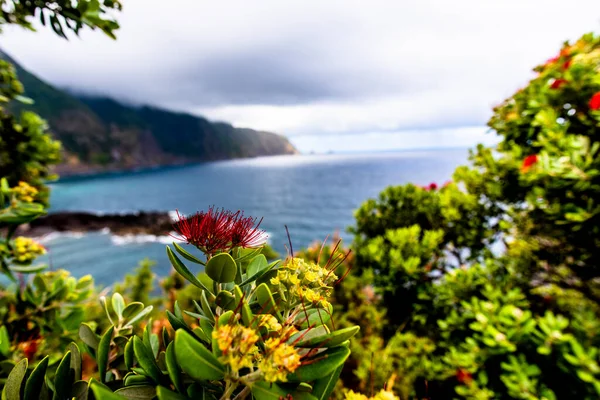 Gyönyörű Tengerparti Táj Madeira Északi Részén Virágzó Fák Természetes Medencék — Stock Fotó