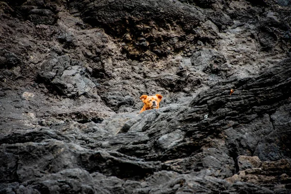 Cão Laranja Escondido Entre Rochas Lava Negra Nas Piscinas Naturais — Fotografia de Stock