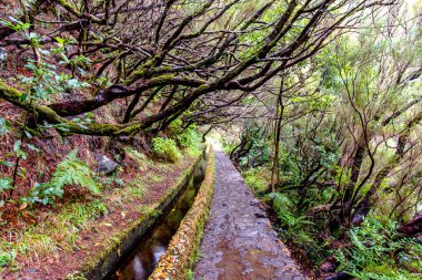 Madeira Adası 'nda şelaleli, çeşmeli ve lagünlü 25 su kaynağı yolu. 