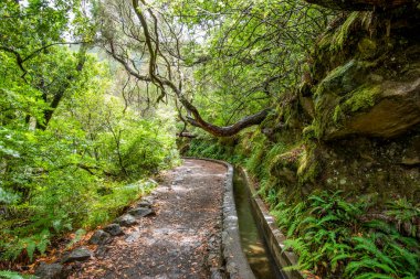 Madeira Adası 'nda şelaleli, çeşmeli ve lagünlü 25 su kaynağı yolu. 