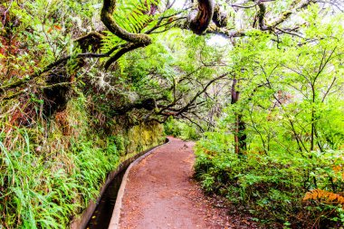 Madeira Adası 'nda şelaleli, çeşmeli ve lagünlü 25 su kaynağı yolu. 