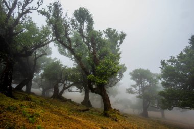 Unesco, Laurisilva ormanını sisli, sisli, yeşil yapraklı ve Portekiz 'deki Madeira Adası' nda bükülmüş kahverengi gövdeli hayalet ağaçlarla korudu.
