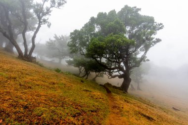 Unesco, Laurisilva ormanını sisli, sisli, yeşil yapraklı ve Portekiz 'deki Madeira Adası' nda bükülmüş kahverengi gövdeli hayalet ağaçlarla korudu.