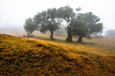 Unesco, Laurisilva ormanını sisli, sisli, yeşil yapraklı ve Portekiz 'deki Madeira Adası' nda bükülmüş kahverengi gövdeli hayalet ağaçlarla korudu.