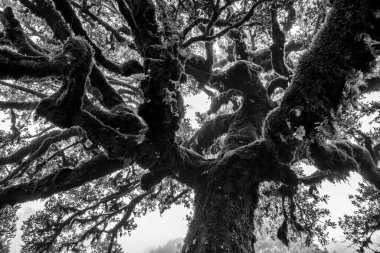 Unesco, Laurisilva ormanını sisli, sisli, yeşil yapraklı ve Portekiz 'deki Madeira Adası' nda bükülmüş kahverengi gövdeli hayalet ağaçlarla korudu.