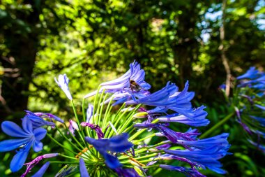 Agapanthus Inapertus Beauverd Azure 'ye Madeira Portekiz' deki Ökaliptüs Ormanı arasında yakın mesafede.