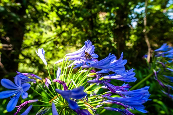 close up of Agapanthus inapertus Beauverd Azure among the Eucalyptus forest in Madeira Portugal